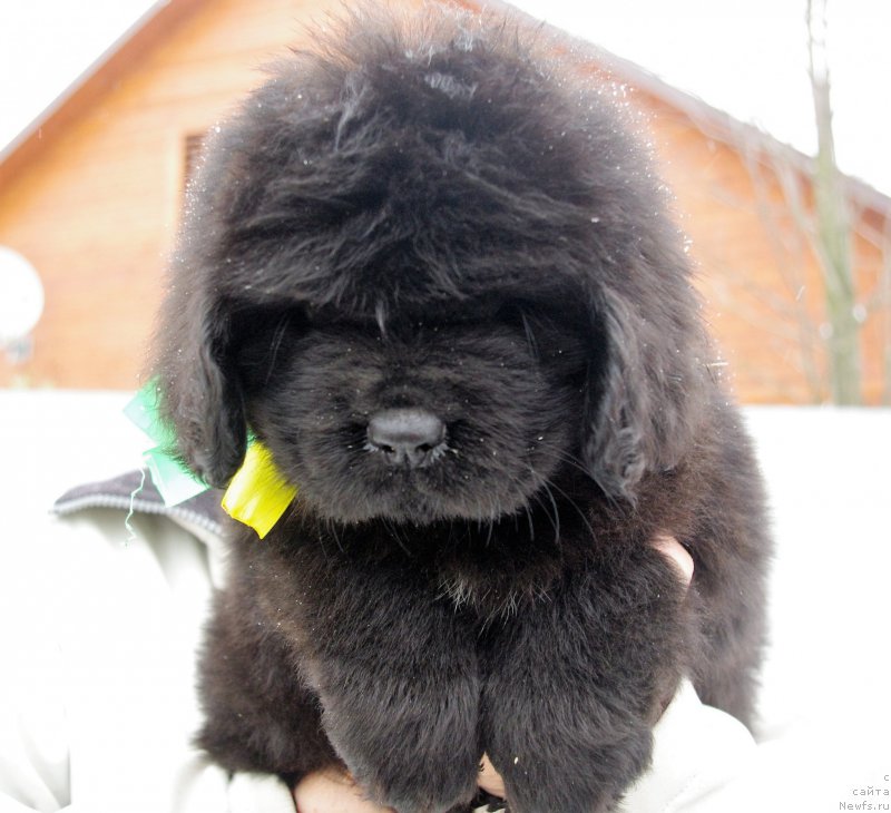 Фото: ньюфаундленд Май Френд Ньюфи Лавендэ Палм (May Frend Newfy Lavender Palm)