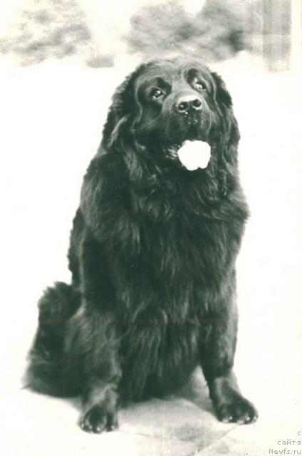 Фото: ньюфаундленд Понтий-Пилат