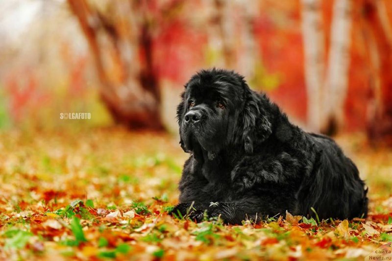 Фото: ньюфаундленд Русалочка из Племени Кедра (Rusalochka iz Plemeni Kedra)