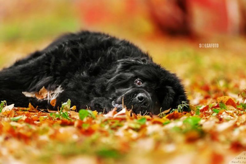 Фото: ньюфаундленд Русалочка из Племени Кедра (Rusalochka iz Plemeni Kedra)