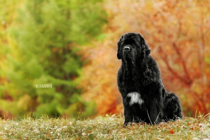 Фотография № 216905