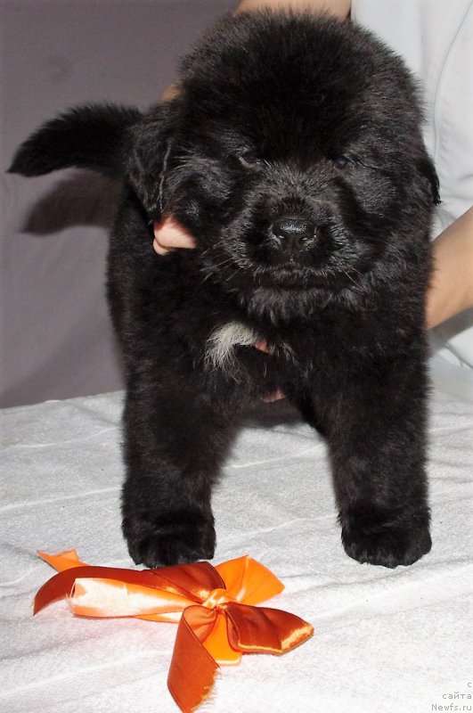 Фото: ньюфаундленд Май Френд Ньюфи Лексингтон Авеню