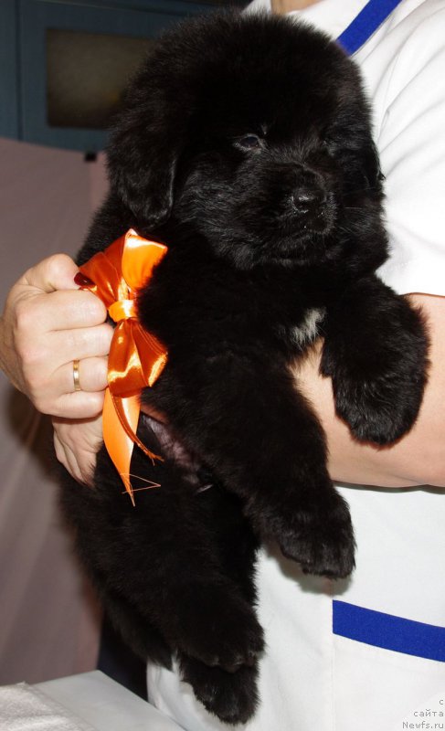 Фото: ньюфаундленд Май Френд Ньюфи Лексингтон Авеню