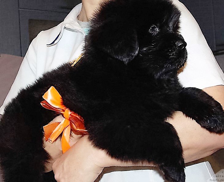 Фото: ньюфаундленд Май Френд Ньюфи Лексингтон Авеню