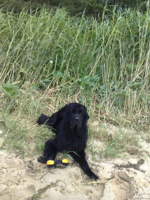 Фото: ньюфаундленд Rayhan King II