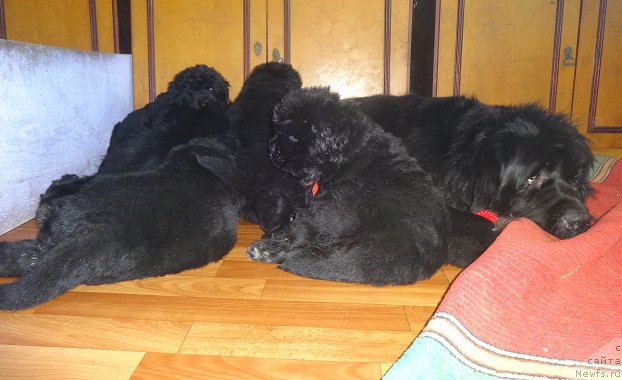 Фото: ньюфаундленд Ньюфорт из Пены Морской Афродита (Njufort iz Peni Morskoy Afrodita)