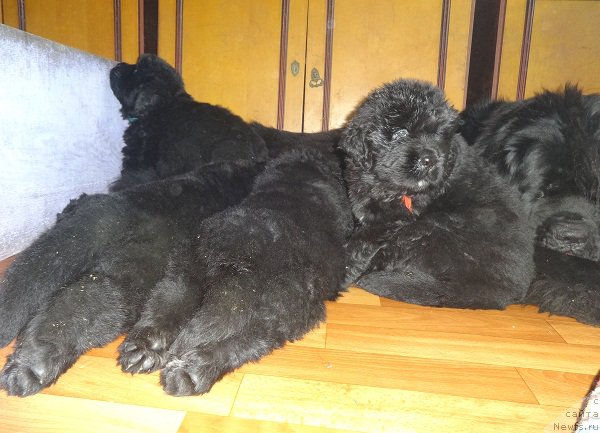 Фото: ньюфаундленд Ньюфорт из Пены Морской Афродита (Njufort iz Peni Morskoy Afrodita)