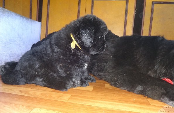 Фото: ньюфаундленд Ньюфорт Император