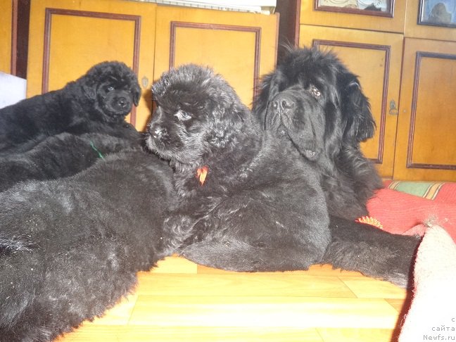 Фото: ньюфаундленд Ньюфорт Царица Ночи