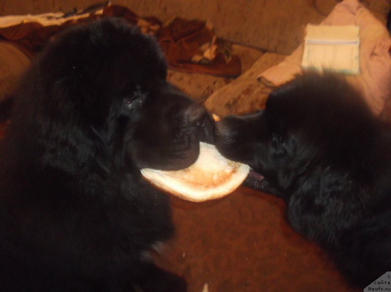 Фотография № 216918