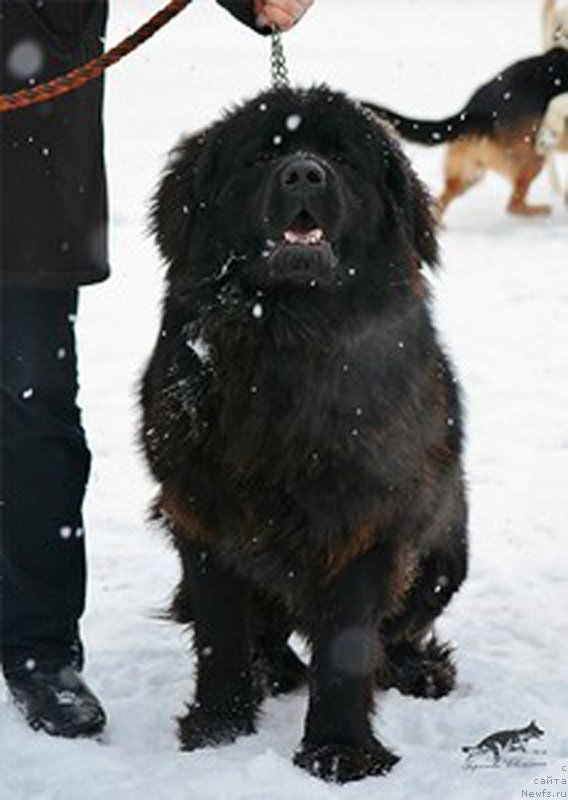 Фото: ньюфаундленд Пьер Ливи