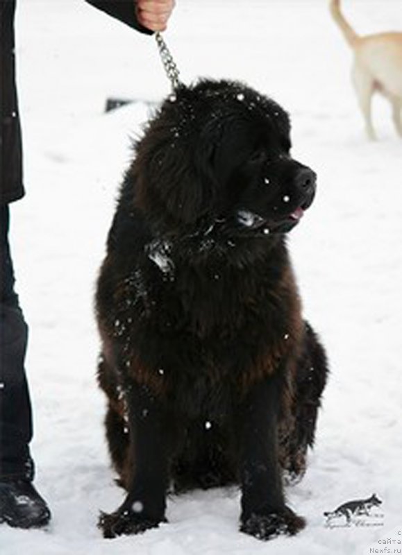 Фото: ньюфаундленд Пьер Ливи