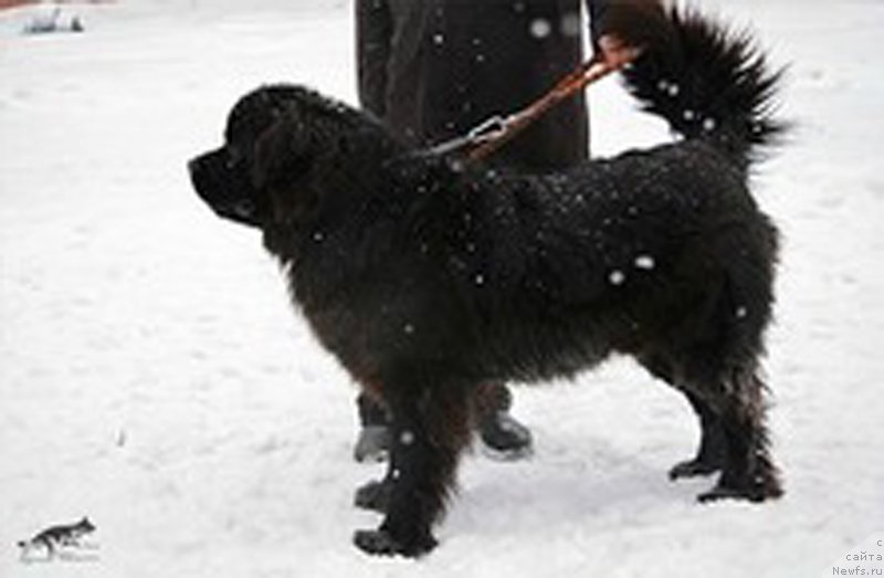 Фото: ньюфаундленд Пьер Ливи