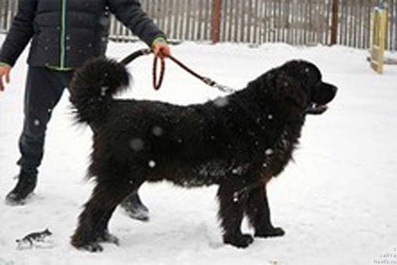 Фото: ньюфаундленд Пьер Ливи