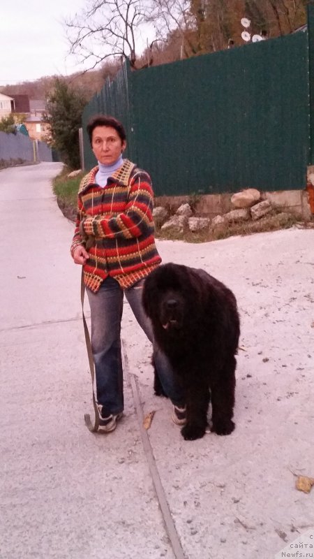 Фото: ньюфаундленд Стинг Вандерфул Синди