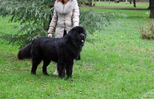 Фото: ньюфаундленд Потап Фидель