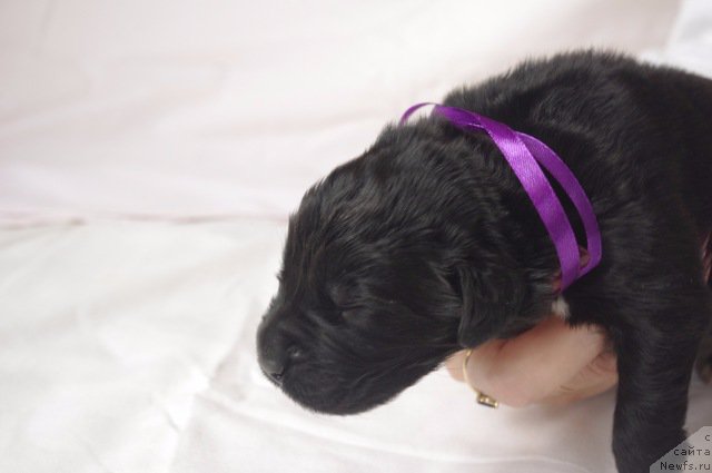 Фото: ньюфаундленд Май Френд Ньюфи Л'Ю Дез Эсперид