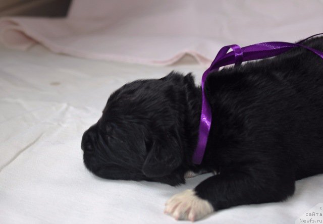 Фото: ньюфаундленд Май Френд Ньюфи Л'Ю Дез Эсперид