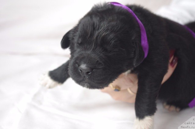 Фото: ньюфаундленд Май Френд Ньюфи Л'Ю Дез Эсперид