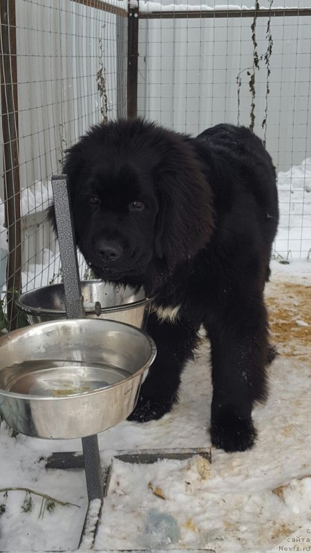 Фотография № 216934