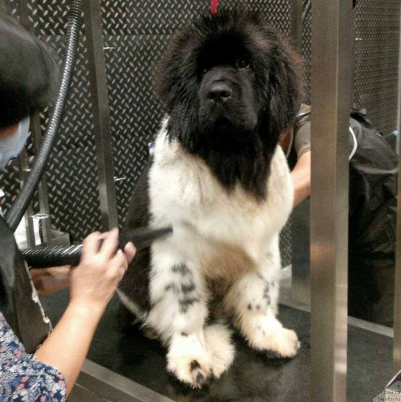 Фото: ньюфаундленд Терра Виктория Валентинка