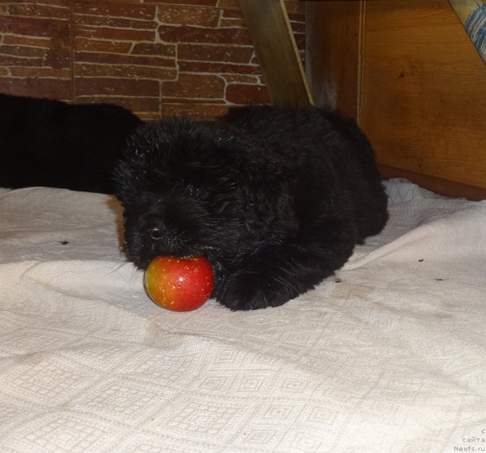 Фото: ньюфаундленд Ньюфорт Царица Ночи