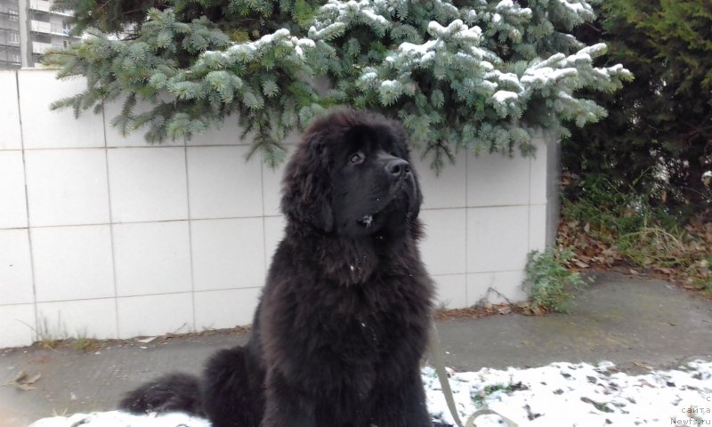 Фотография № 216939