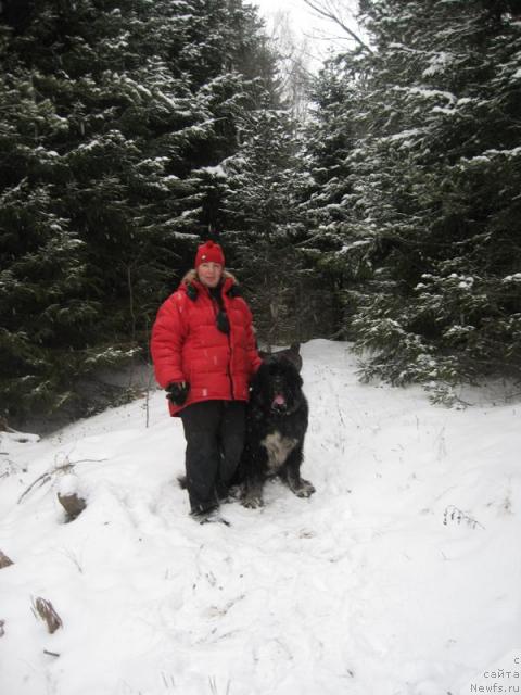 Фото: ньюфаундленд Gift of Destiny Midnight Bear