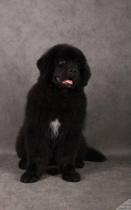 Фотография № 216940