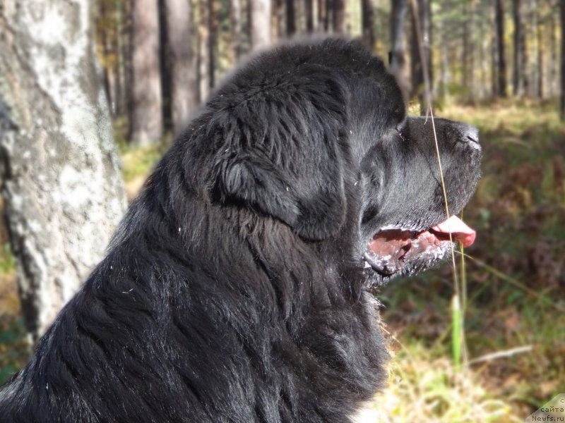 Фото: ньюфаундленд Фандорин из Племени Кедра