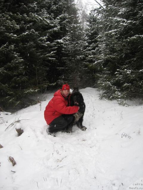 Фото: ньюфаундленд Gift of Destiny Midnight Bear