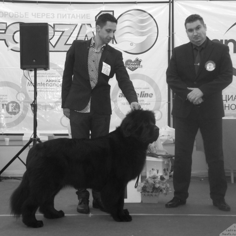 Фото: ньюфаундленд Love Inside Your Soul Moon Bear, Александр Коротков