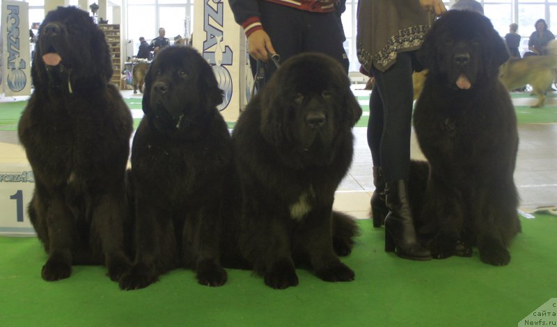 Фотография № 216975