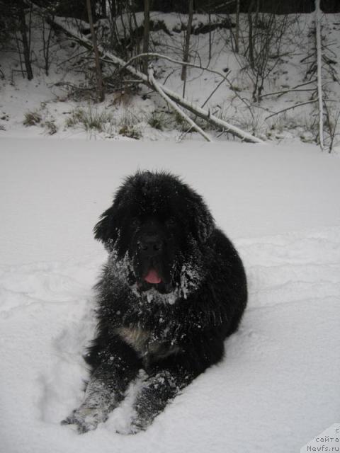 Фото: ньюфаундленд Gift of Destiny Midnight Bear