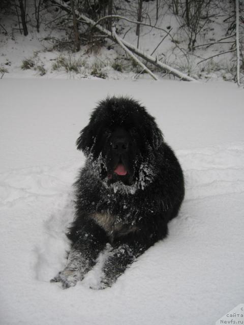 Фото: ньюфаундленд Gift of Destiny Midnight Bear