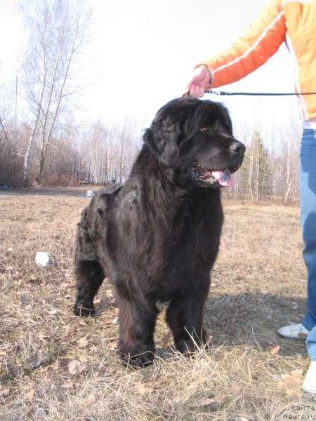 Фото: ньюфаундленд Большая Медведица из Тихого Омута (Bolshaya Medveditsa iz Tihogo Omuta)