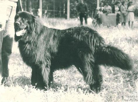 Фото: ньюфаундленд Брентер Викинг