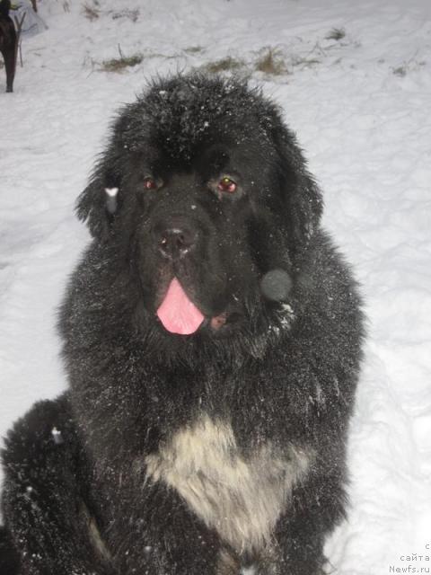 Фото: ньюфаундленд Gift of Destiny Midnight Bear