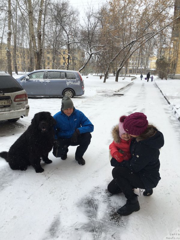 Фото: ньюфаундленд Чейз Каден Клеве Лед