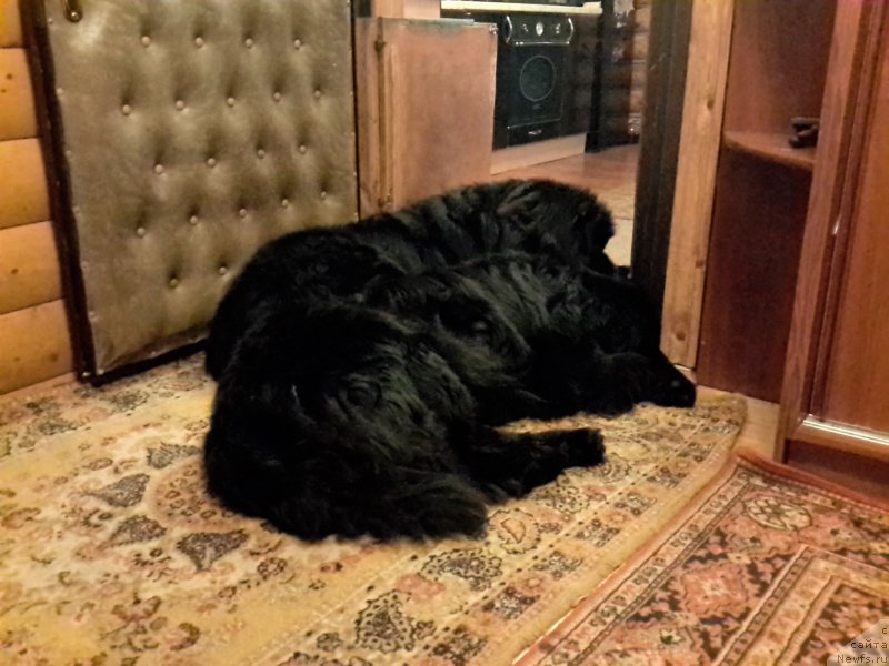 Фото: ньюфаундленд Very Fairweathers X'Got The Rhythm, ньюфаундленд Cristalmar Cadeaux de Noel