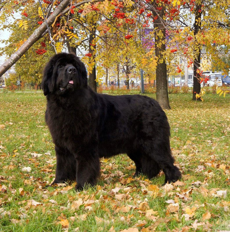 Фото: ньюфаундленд Смигар Легенда Весны (Smigar Legenda Vesny)