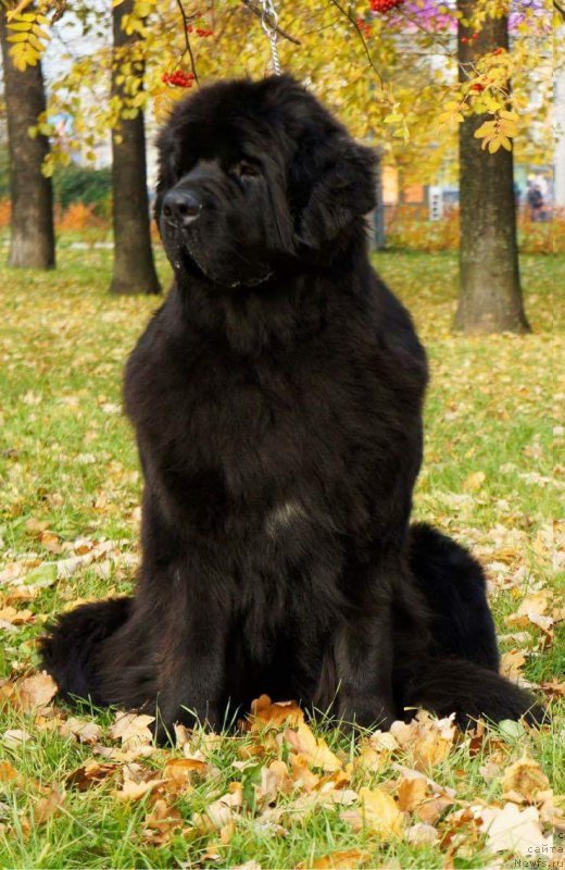 Фотография № 217009