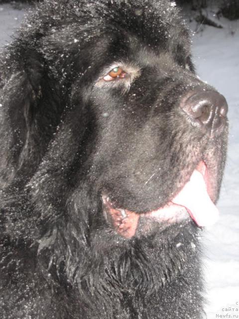 Фото: ньюфаундленд Gift of Destiny Midnight Bear