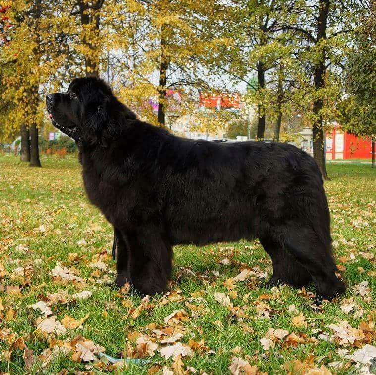 Фотография № 217010