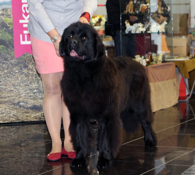 Фотография № 217011