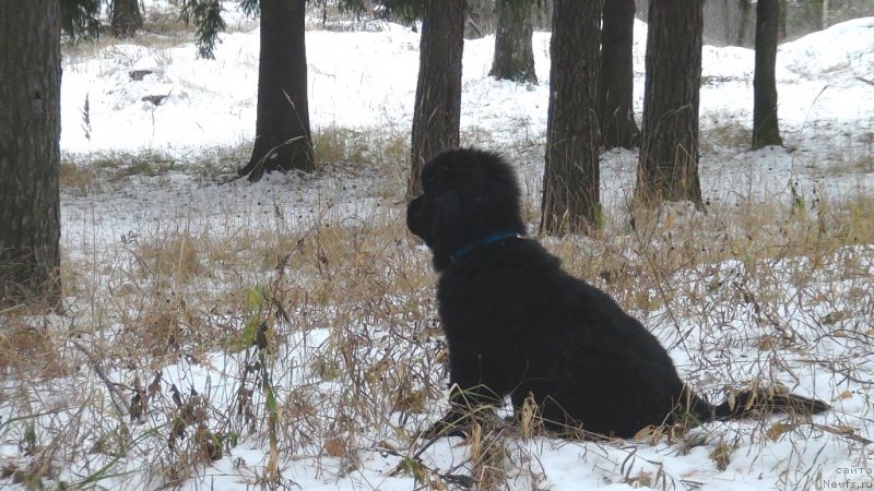 Фото: ньюфаундленд С'Нежная Вьюга Ван Гилс Классик (S'Nezhnaya Vjuga Van Gils Classik)
