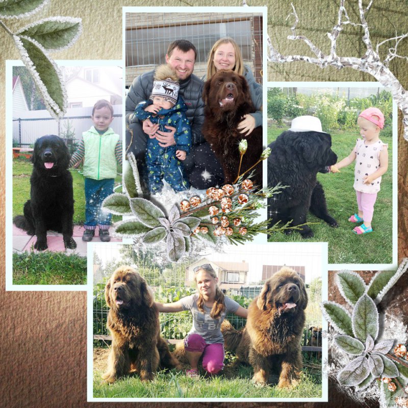 Фото: ньюфаундленд Челеста Ремаркабл Венч, ньюфаундленд Чара Хани Лес (Chara Hani Les), ньюфаундленд Чейз Каден Клеве Лед, ньюфаундленд Чарли Де Бест Хелфи Пэл (Charli The Best Helfi Pel), ньюфаундленд Чармер Денкам Бронз (Charmer Denkam Bronze)