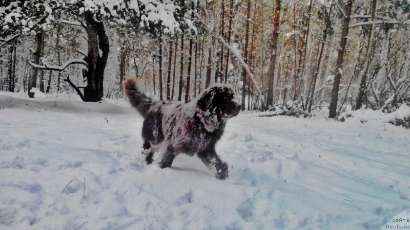 Фото: ньюфаундленд Браунблад МСК Сайлас Соул Дрим