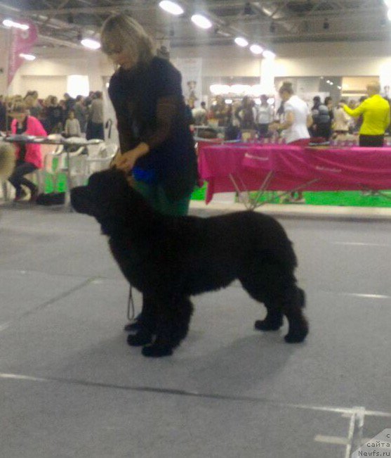 Фото: ньюфаундленд Смигар Афродита Медичи