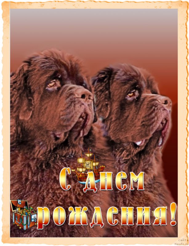 Фото: ньюфаундленд Чарли Де Бест Хелфи Пэл (Charli The Best Helfi Pel), ньюфаундленд Чармер Денкам Бронз (Charmer Denkam Bronze)